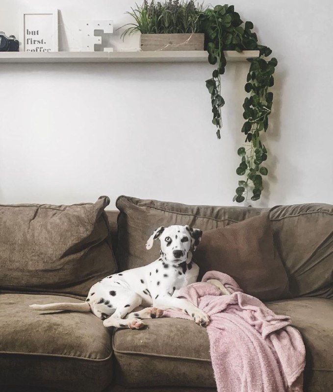 15 Reasons Why You Should Never Own Dalmatians 8