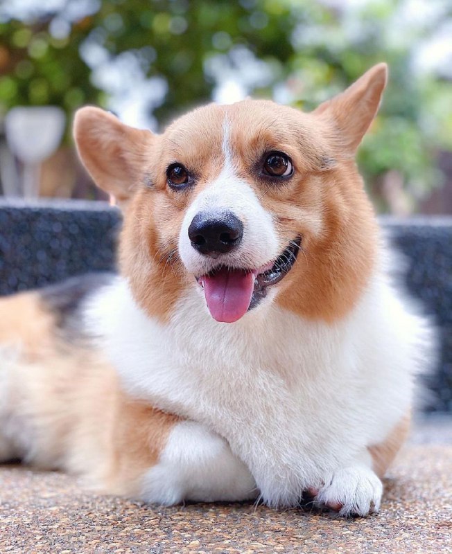 15 Reasons Why You Should Never Own Corgis 9
