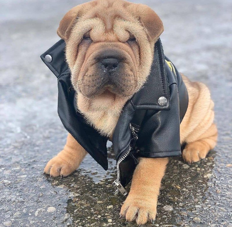 15 Reasons Why You Should Never Own Shar Pei 11 15 Reasons Why You Should Never Own Shar Pei 11