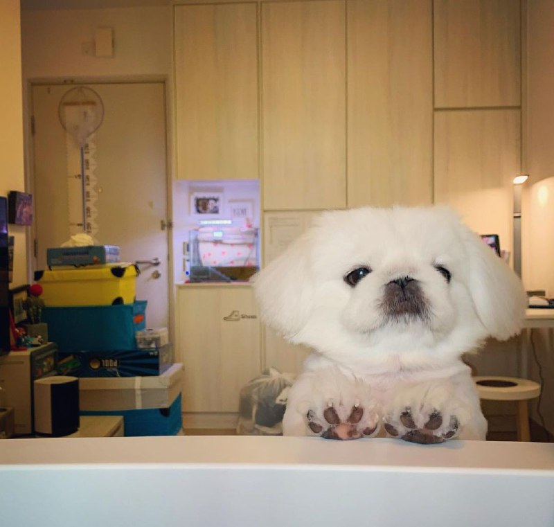 15 Reasons Why You Should Never Own Pekingese 11 15 Reasons Why You Should Never Own Pekingese 11