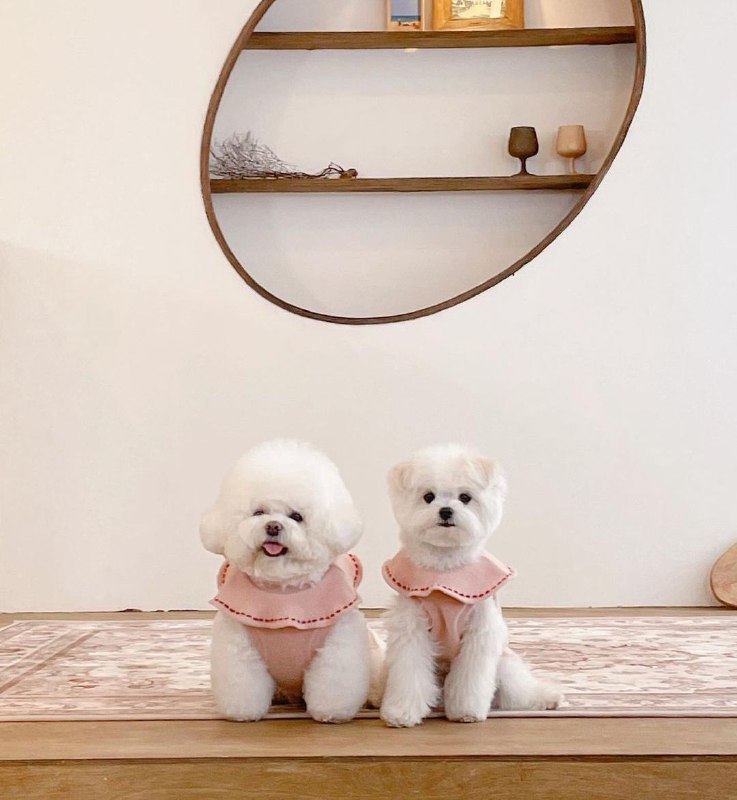 15 Reasons Why You Should Never Own Bichon Frises 11 15 Reasons Why You Should Never Own Bichon Frises 11