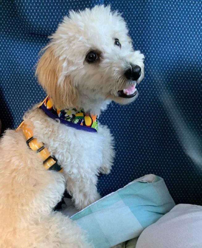 15 Reasons Why You Should Never Own Poodles 11 15 Reasons Why You Should Never Own Poodles 11