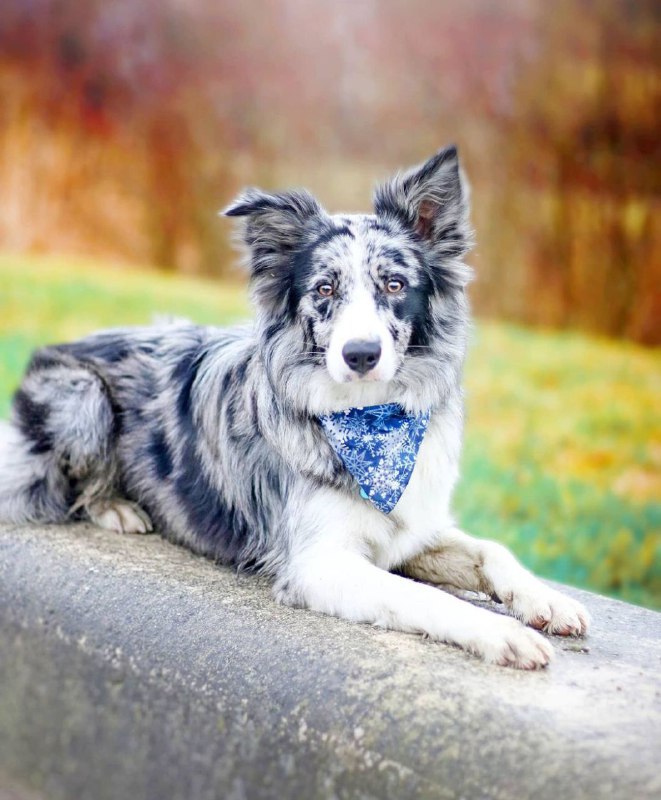 15 Reasons Why You Should Never Border Collies 11
