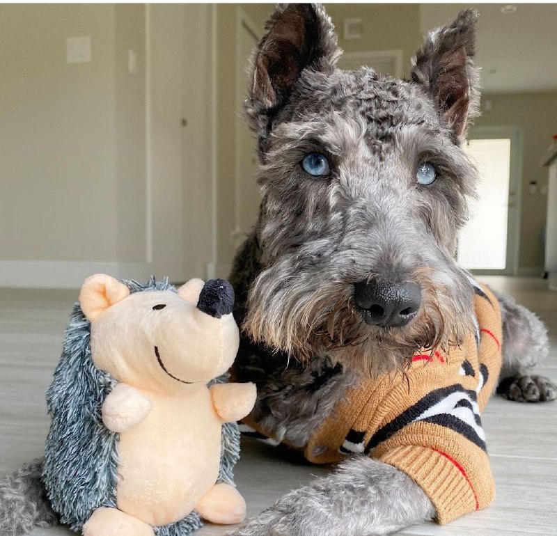 15 Reasons Why You Should Never Own Schnauzers 11