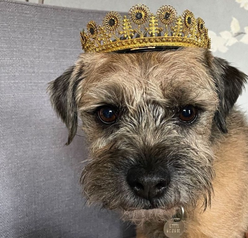15 Reasons Why You Should Never Own Border Terriers 11 15 Reasons Why You Should Never Own Border Terriers 11