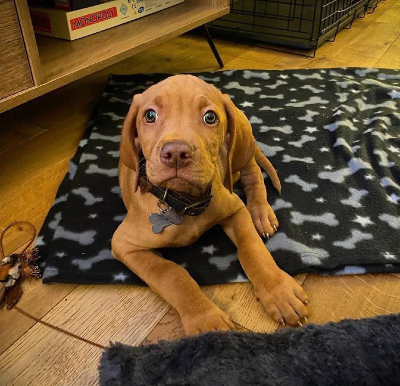 15 Reasons Why You Should Never Own Vizsla 9