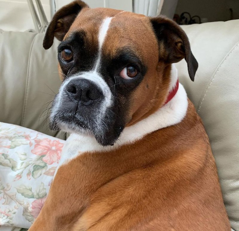 15 Reasons Why You Should Never Own Boxers 11 15 Reasons Why You Should Never Own Boxers 11