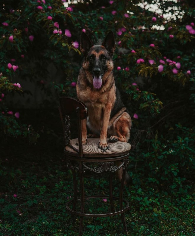 15 Reasons Why You Should Never Own German Shepherds 11