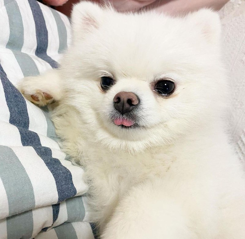 15 Reasons Why You Should Never Own Pomeranians 11 15 Reasons Why You Should Never Own Pomeranians 11