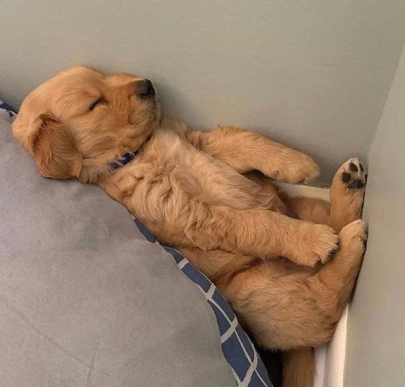 15 Reasons Why You Should Never Own Golden Retrievers 11 15 Reasons Why You Should Never Own Golden Retrievers 11