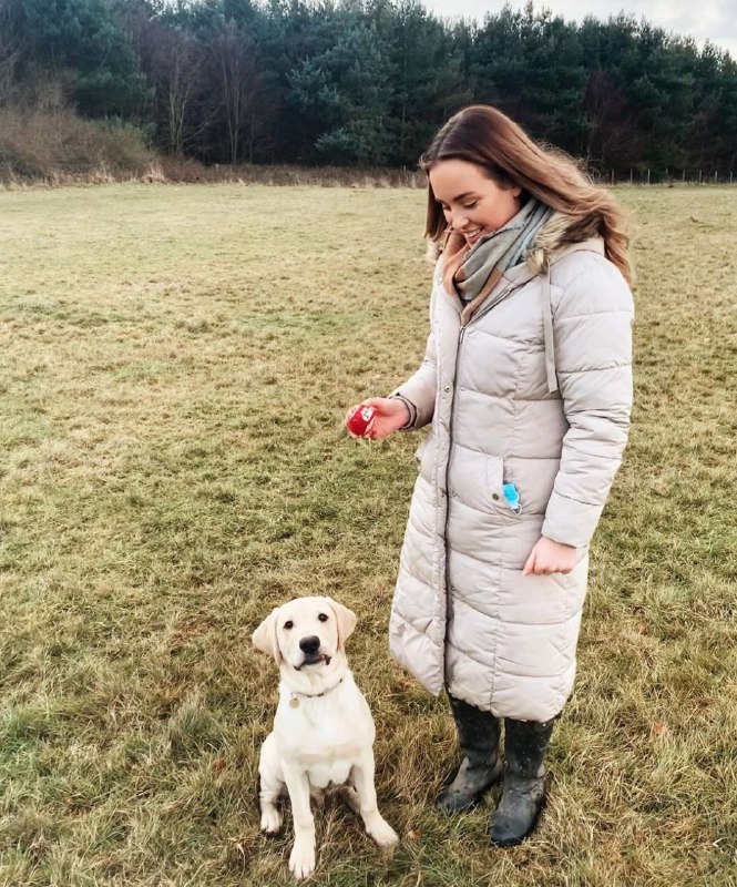 15 Reasons Why You Should Never Own Labradors 9