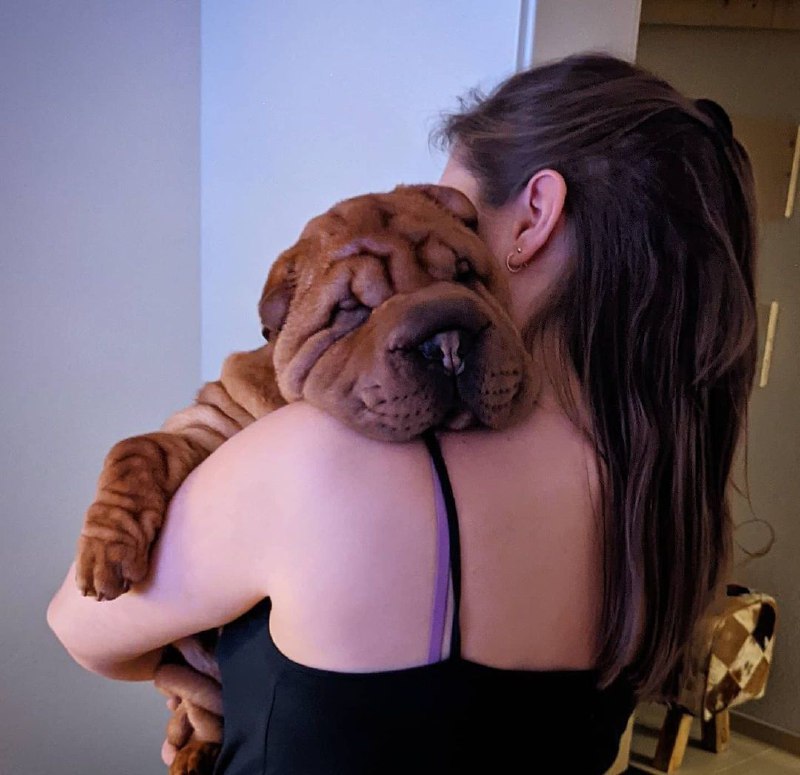 15 Reasons Why You Should Never Own Shar Pei 7