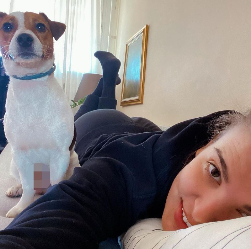 15 Reasons Why You Should Never Own Jack Russells 9