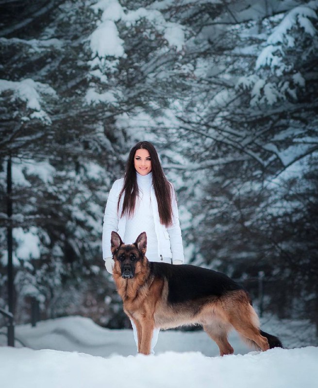 15 Reasons Why You Should Never Own German Shepherds 9