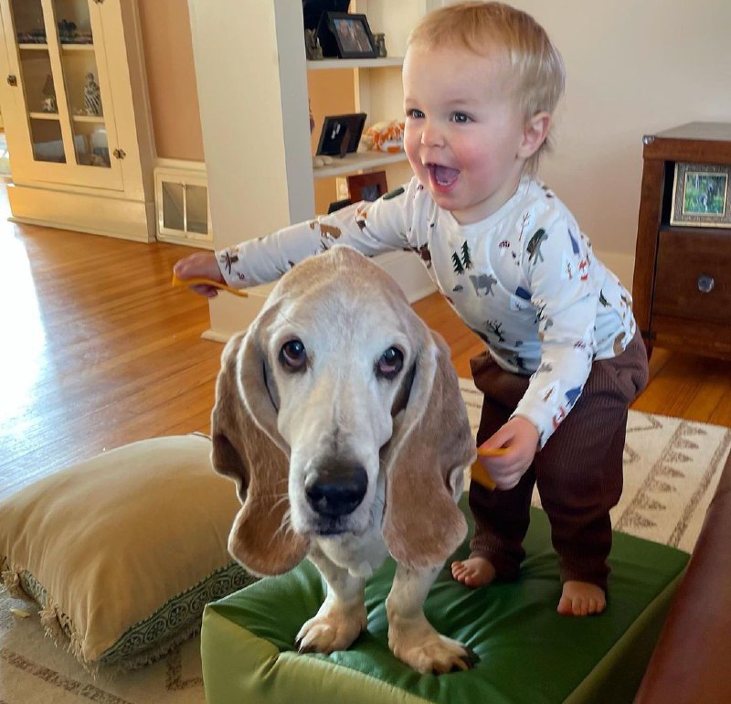 15 Reasons Why You Should Never Own Basset Hounds 10