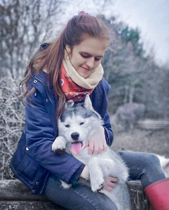 15 Reasons Why You Should Never Own Siberian Huskys 10