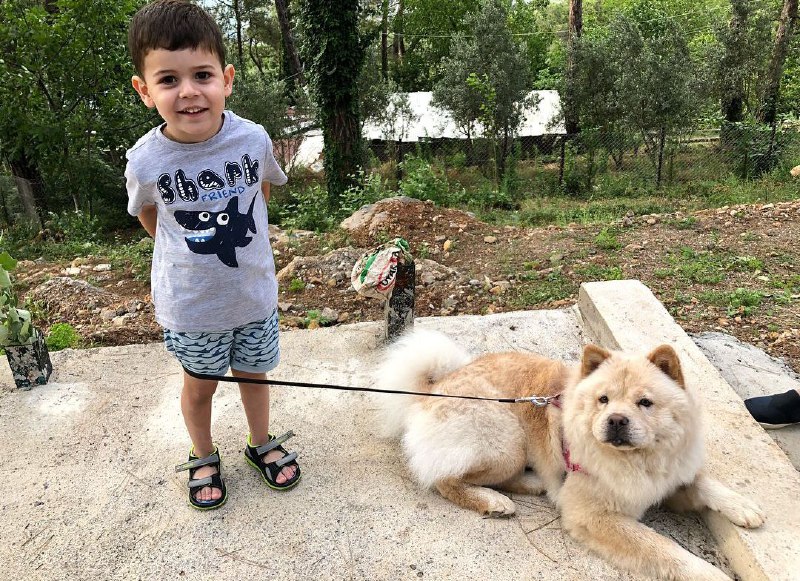 15 Reasons Why You Should Never Chow Chow 10