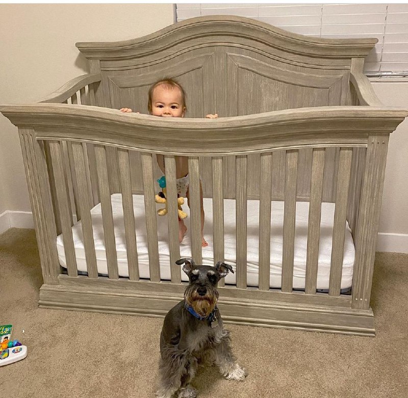 15 Reasons Why You Should Never Own Schnauzers 10