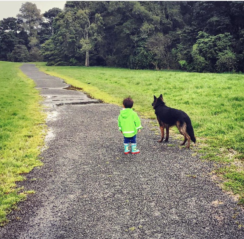 15 Reasons Why You Should Never Own German Shepherds 10