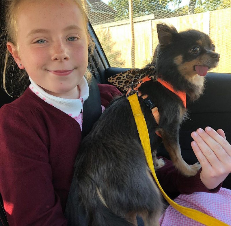 15 Reasons Why You Should Never Own Chihuahuas 10