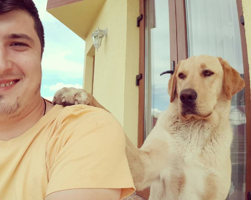 15 Reasons Why You Should Never Own Labradors 11 15 Reasons Why You Should Never Own Labradors 11