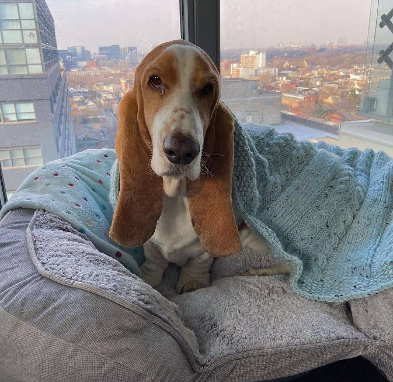 15 Reasons Why You Should Never Own Basset Hounds 11 15 Reasons Why You Should Never Own Basset Hounds 11