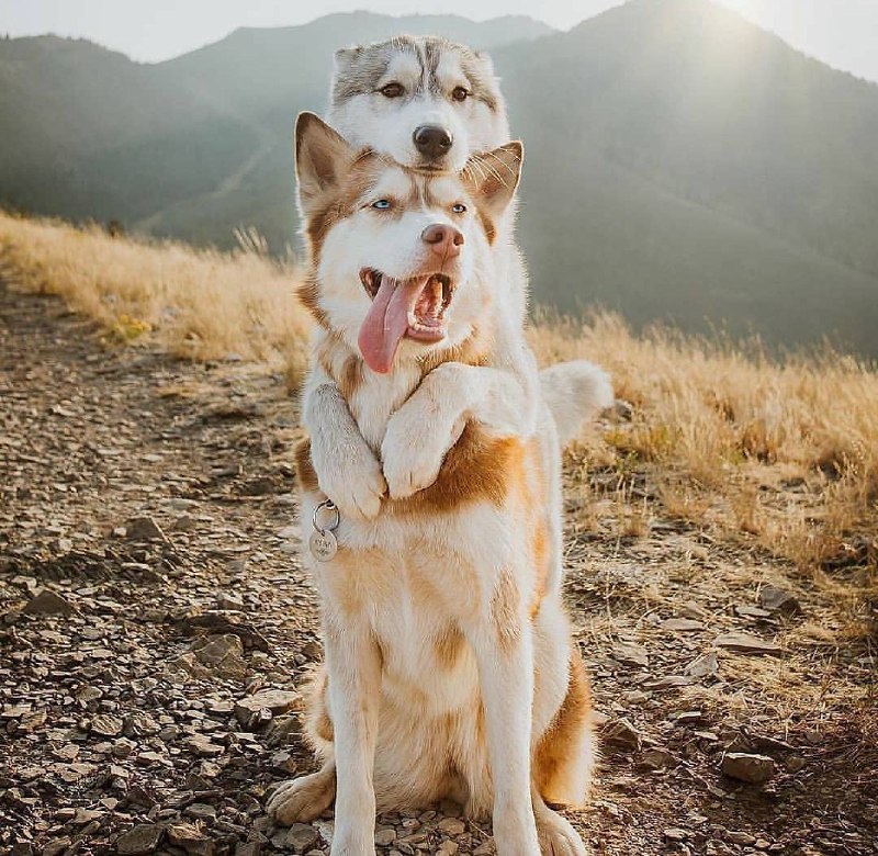 15 Reasons Why You Should Never Own Siberian Huskys 11 15 Reasons Why You Should Never Own Siberian Huskys 11