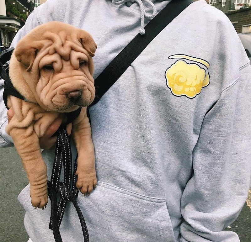 15 Reasons Why You Should Never Own Shar Pei 9