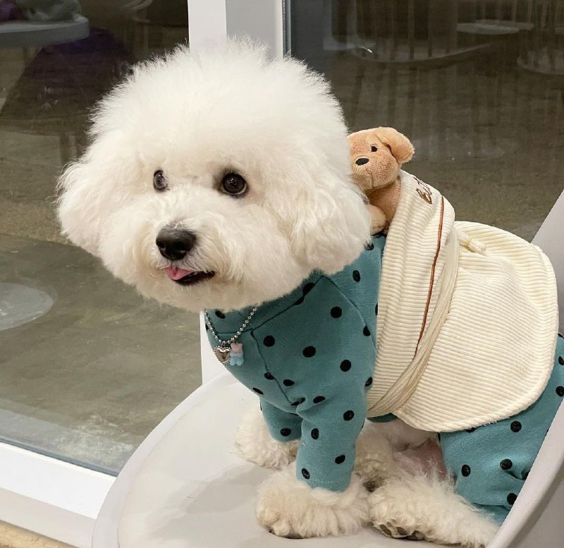 15 Reasons Why You Should Never Own Bichon Frises 11 15 Reasons Why You Should Never Own Bichon Frises 11