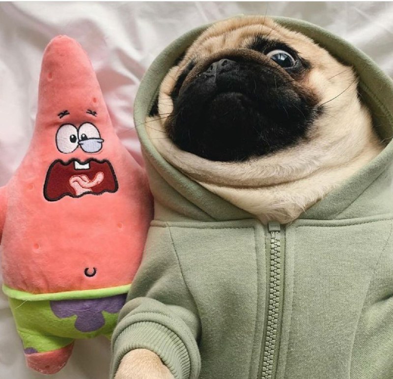 15 Reasons Why You Should Never Own Pugs 11 15 Reasons Why You Should Never Own Pugs 11