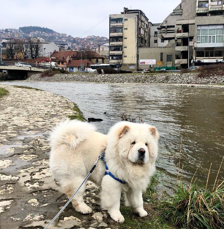 15 Reasons Why You Should Never Chow Chow 11 15 Reasons Why You Should Never Chow Chow 11