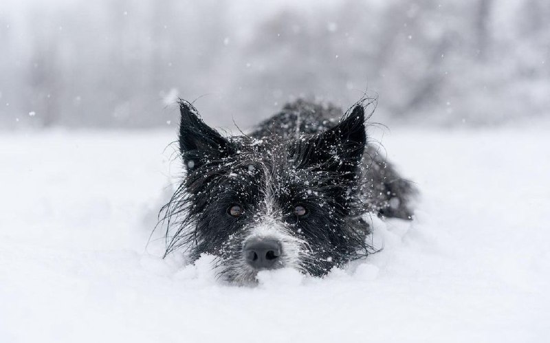 15 Reasons Why You Should Never Border Collies 11