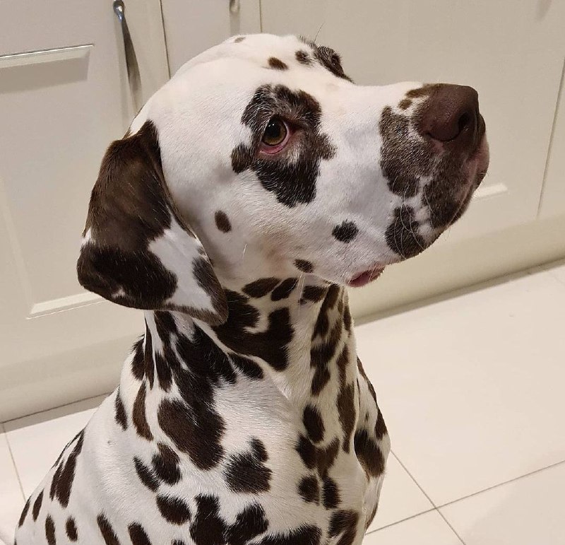 15 Reasons Why You Should Never Own Dalmatians 9