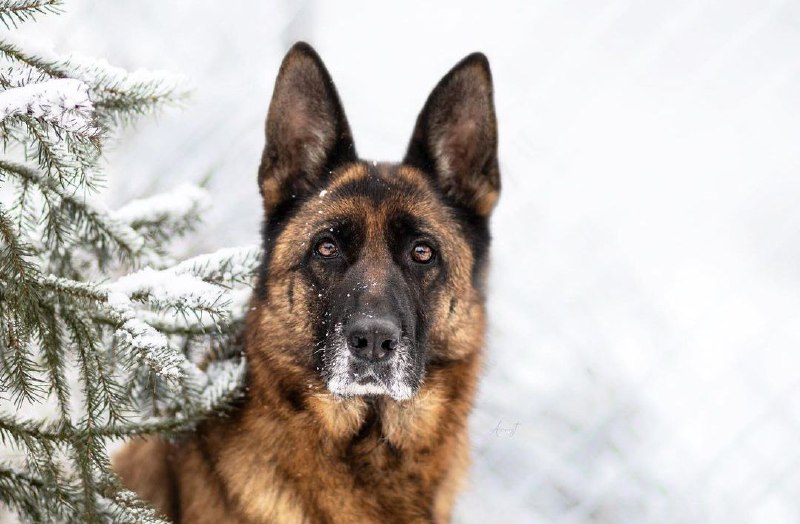 15 Reasons Why You Should Never Own German Shepherds 11