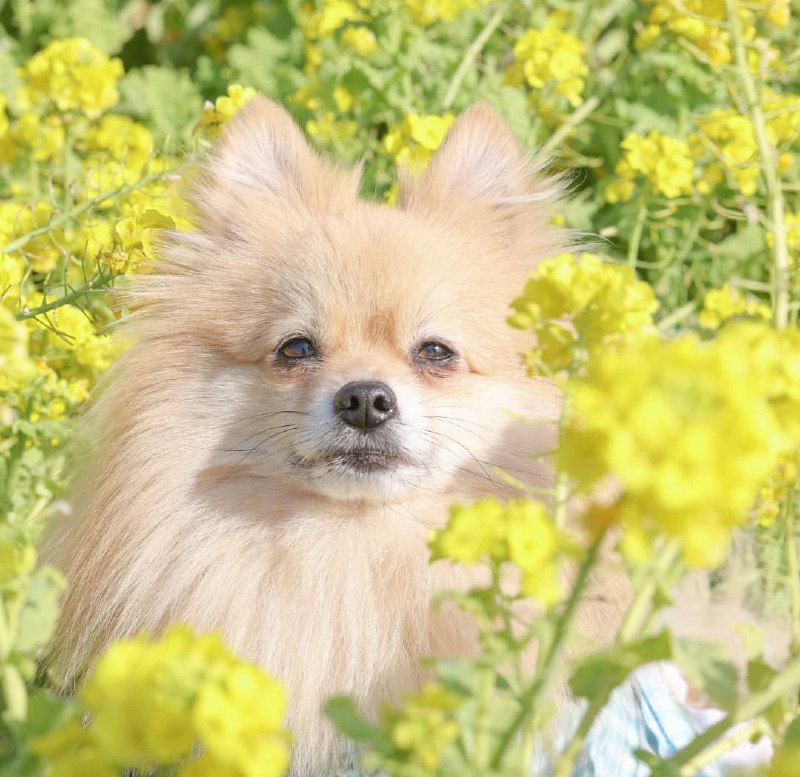 15 Reasons Why You Should Never Own Pomeranians 11 15 Reasons Why You Should Never Own Pomeranians 11