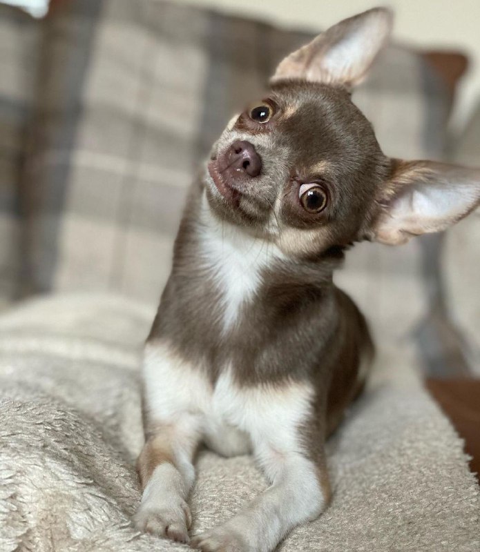 15 Reasons Why You Should Never Own Chihuahuas 11 15 Reasons Why You Should Never Own Chihuahuas 11