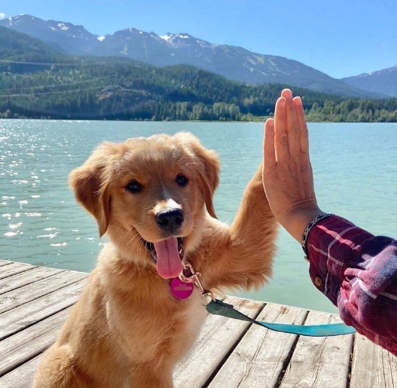 15 Reasons Why You Should Never Own Golden Retrievers 11 15 Reasons Why You Should Never Own Golden Retrievers 11