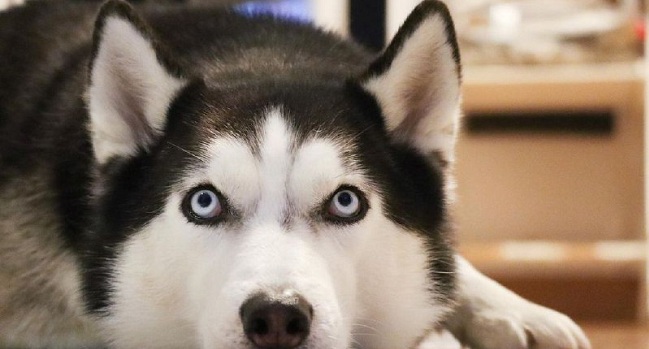 15 Reasons Why You Should Never Own Siberian Huskys