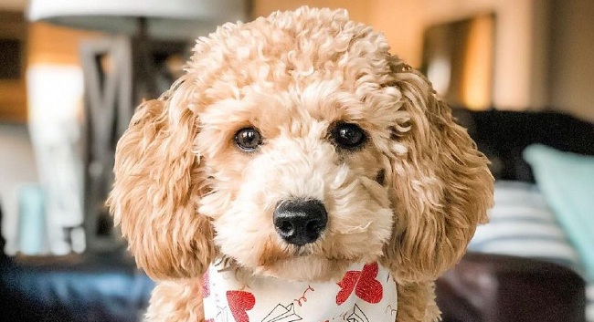 15 Reasons Why You Should Never Own Poodles
