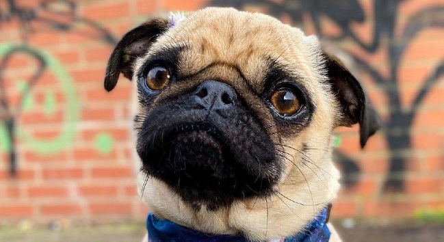 15 Reasons Why You Should Never Own Pugs