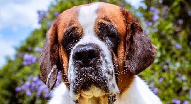 15 Reasons Why You Should Never Own St Bernard
