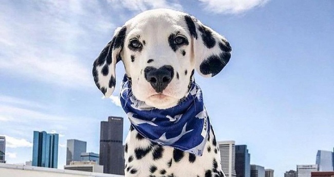 15 Reasons Why You Should Never Own Dalmatians