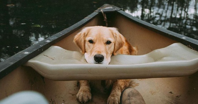 15 Reasons Why You Should Never Own Golden Retrievers