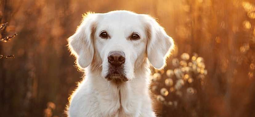 15 Interesting Facts About Golden Retrievers