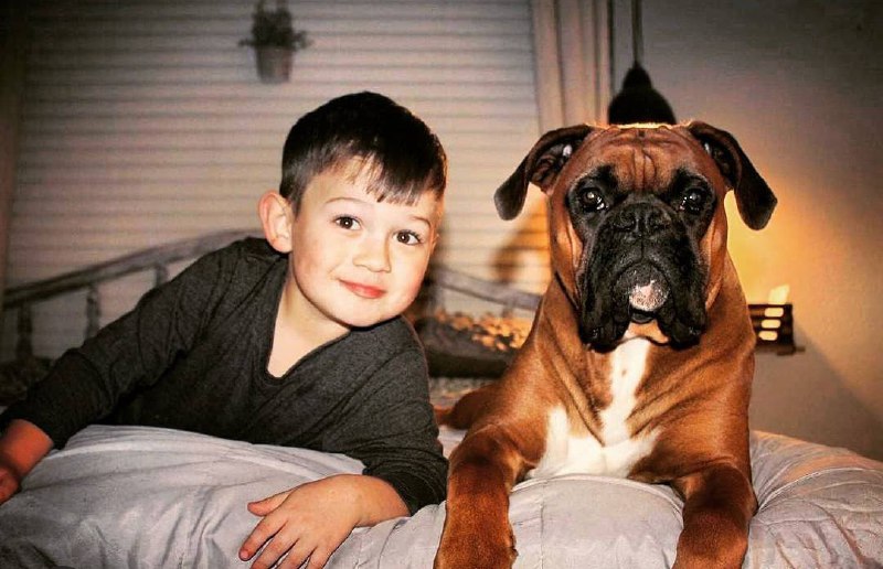 15 Reasons Why You Should Never Own Boxers 10