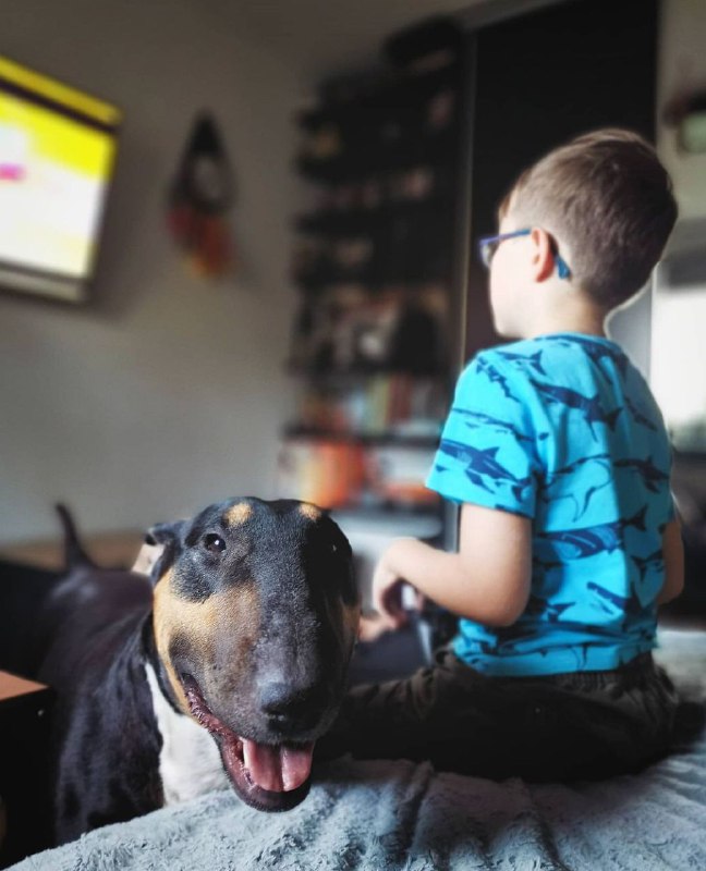 15 Reasons Why You Should Never Own Bull Terriers 8