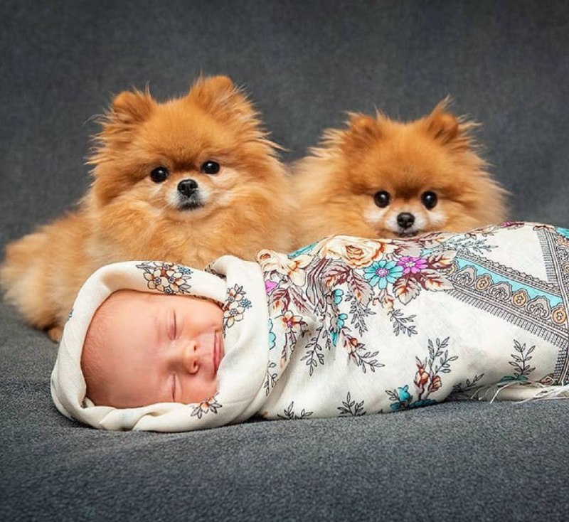 15 Reasons Why You Should Never Own Pomeranians 10
