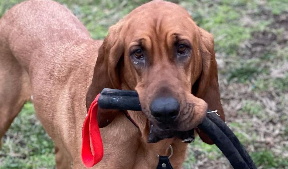 15 Interesting Facts About Bloodhounds