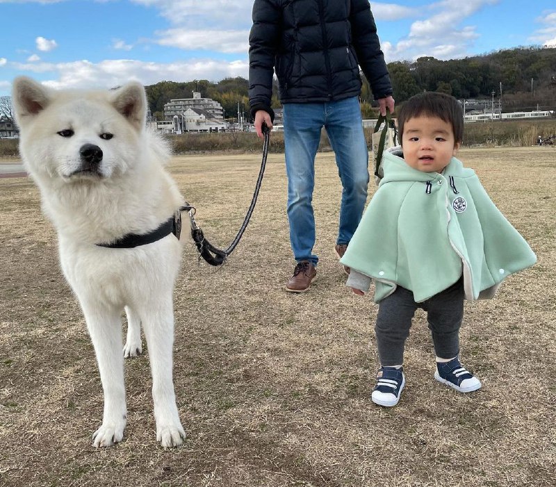 15 Reasons Why You Should Never Own Akita Inu 8