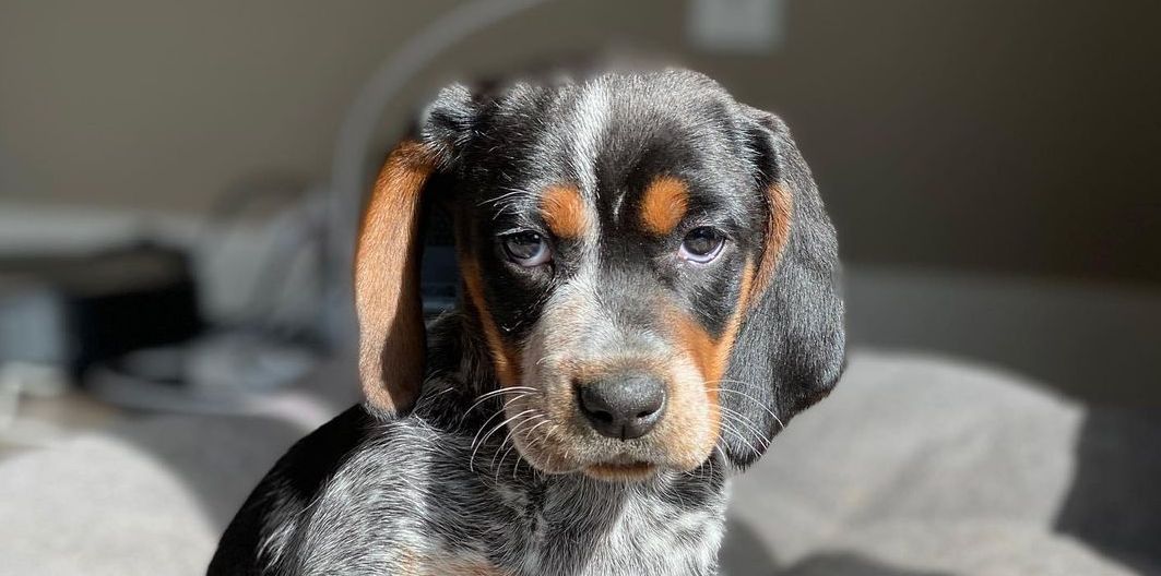 16 Cool Facts About Coonhounds